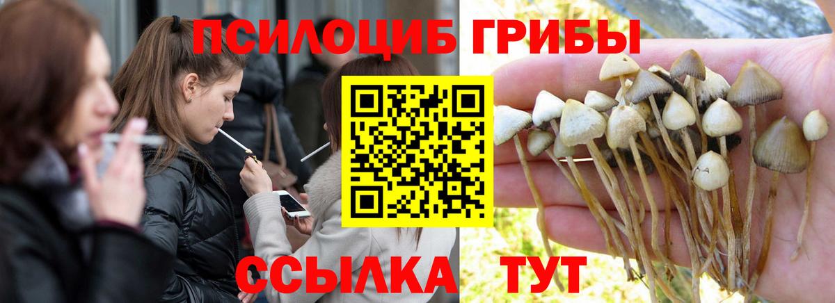 Псилоцибиновые грибы Psilocybine cubensis  Псилоцибиновые грибы прущие грибы  дарнет шоп  Вход с VPN  Звенигород 
